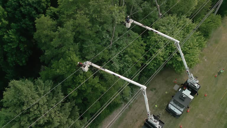 How Our Tree Care Process Works  in  Bakersfield Country Clu, CA