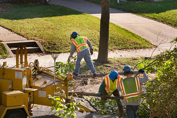 Best Lawn Disease Treatment  in Bakersfield Country Clu, CA